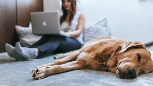 床に寝そべるゴールデンレトリバーの無効でノートパソコンを膝に抱えて作業をする髪の長い女性のいる室内風景