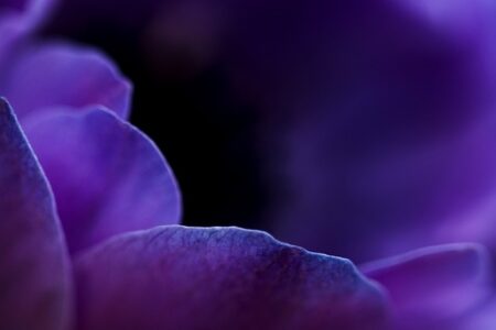 紫色イメージ